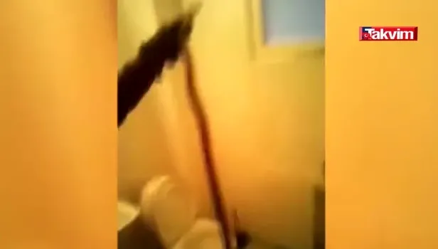 Evin tuvaletinden boa yılanı çıktı!