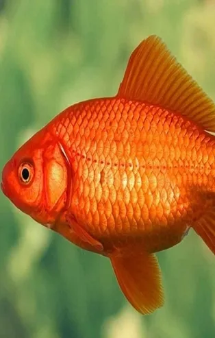 Rüyada balık yemek neye işarettir?