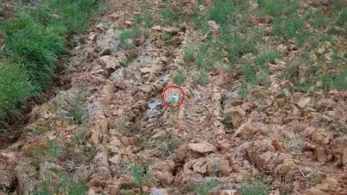 Ağaç kovuğunda gizlenen kediyi gördün mü? Üstün IQ'su olanlar 8 saniyede çözebiliyor. Fotoğraftaki kediyi şahin gözlere sahip olanlar fark ediyor-4