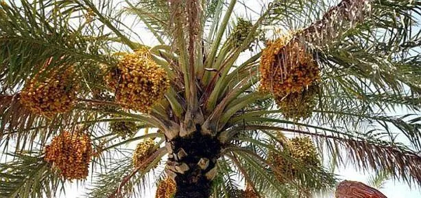 Kansızlığa hurma...