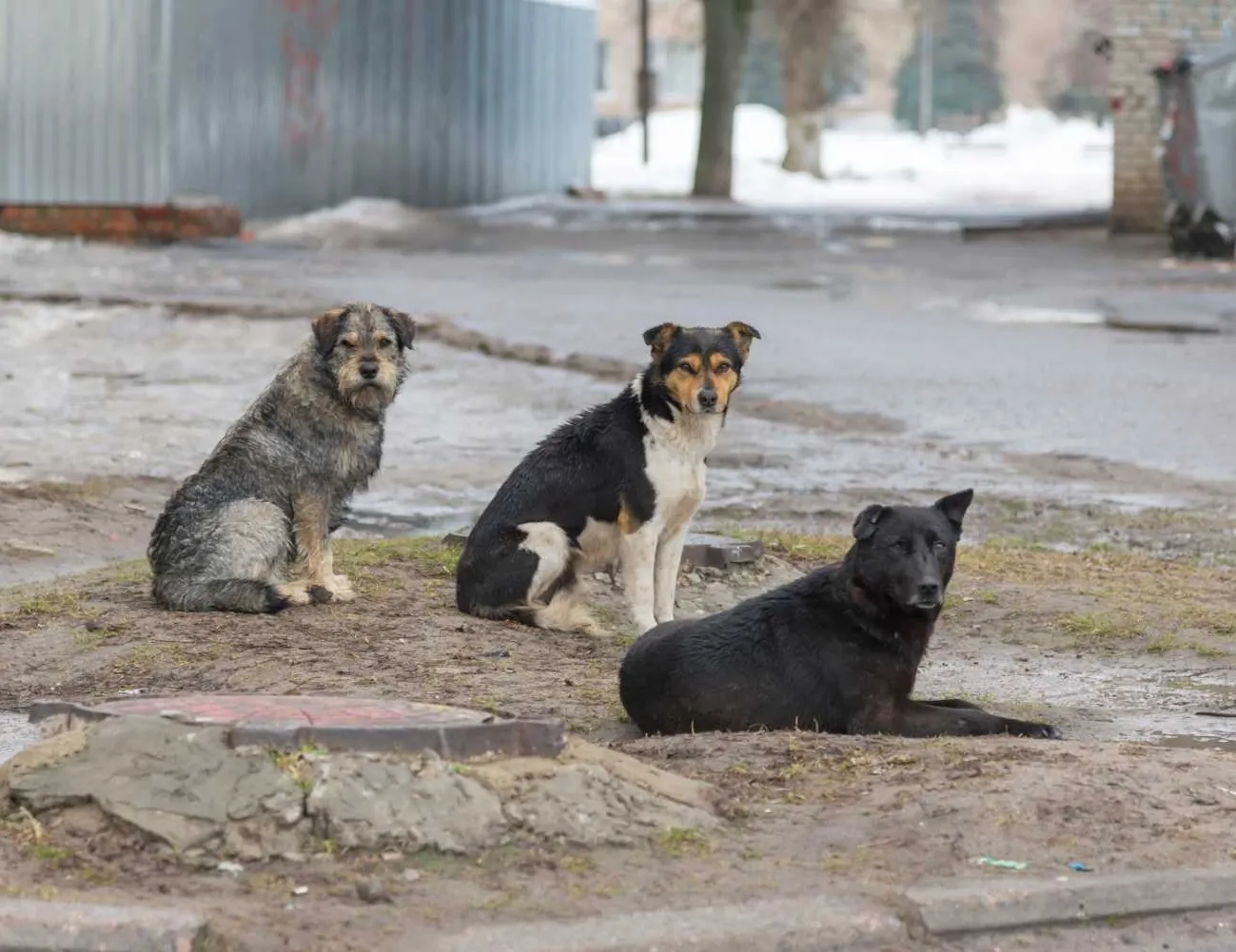 İstanbul’da yüzde 65’i tamam! Başıboş köpek sorunu tarih olacak