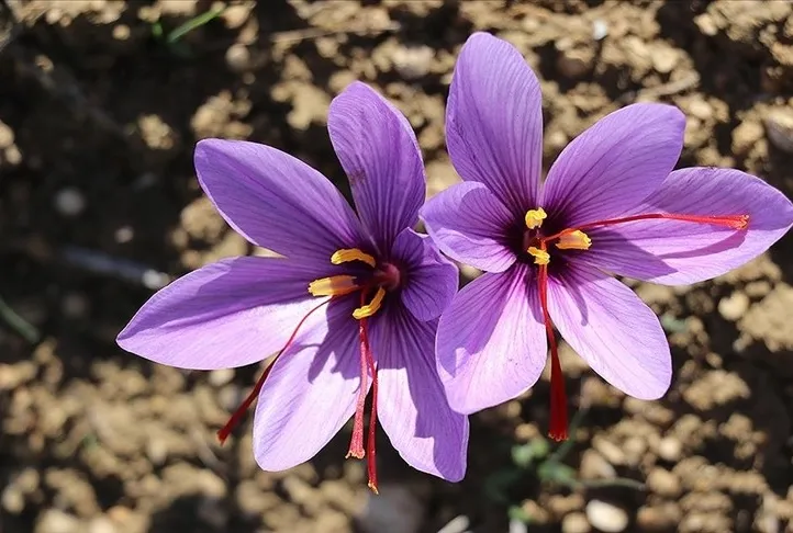 Tansiyonun dermanı safran