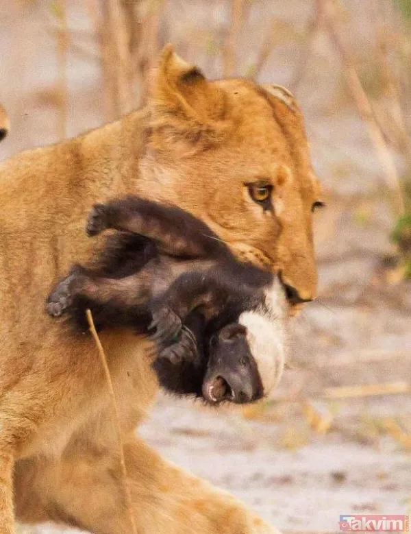Yılan evcil köpeğe saldırdı! Dehşet dolu anlar... - 27