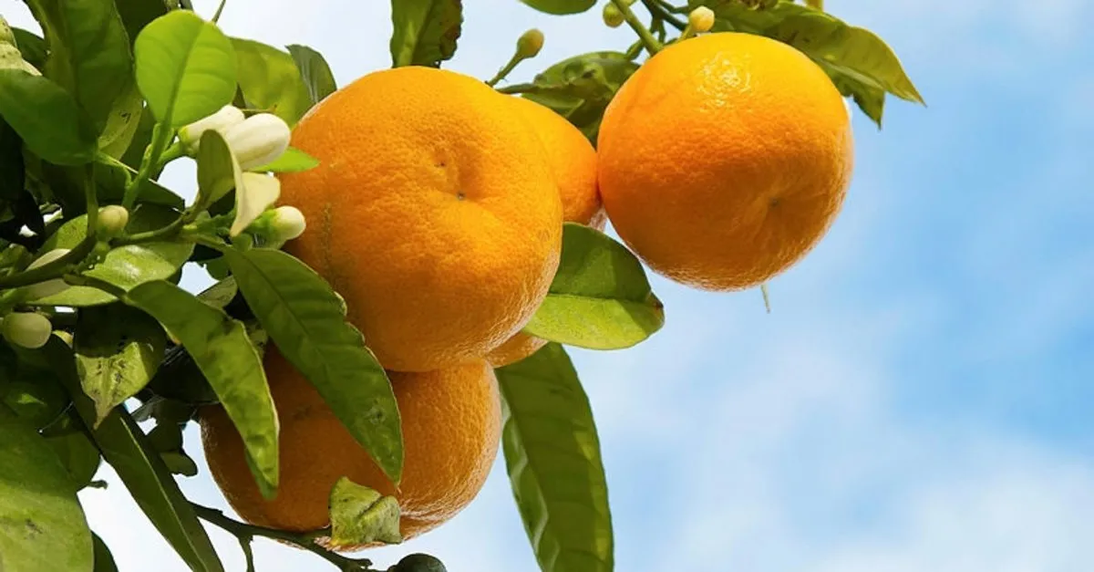 ruyada mandalina gormek ne anlama gelir takvim