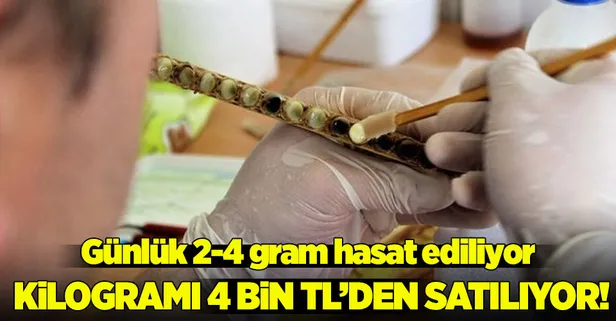 Kilogramı 4 bin TL'den satılıyor