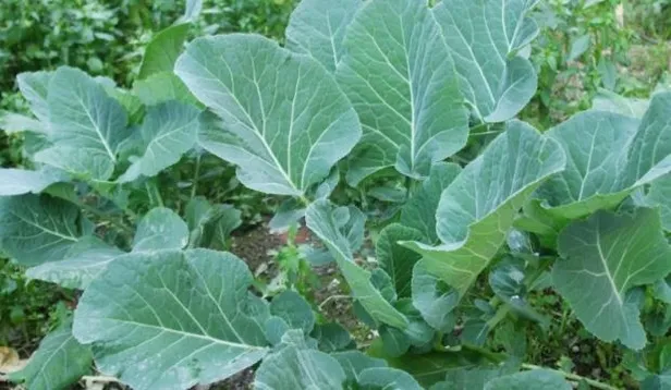 Karalahana yiyin ömrünüz uzasın! A, B, C, D ve E vitaminleri hastalıklarla savaşıyor-2