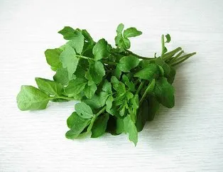 Bağırsaklara tere gücü