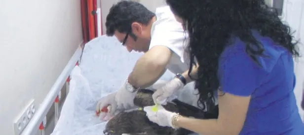 Şa'HİN'lik yaptılar!