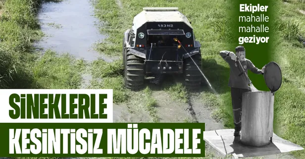 Sinekle kesintisiz mücadele