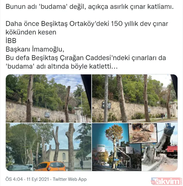 İstanbul tarihine kazınan bir ihanet! Ağaç zarar görmesin diye köşk yürüten Atatürk'ten asırlık çınarları katleden CHP'li İBB'ye - 26