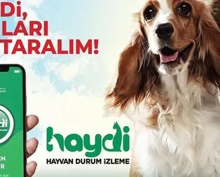 Haydi uygulaması nedir? Nasıl indirilir? Hayvan polisi nasıl çağrılır?