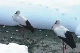 Kara kışa direniyorlar
