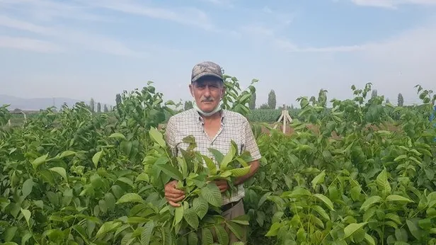 Aylık kazancı dudak uçuklatıyor! Hayatta hiçbir şey için geç değil! 68 yaşında kurs aldı dünyaya satıyor!-3