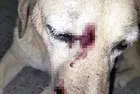 Yerde yatan köpeğe sopayla defalarca vurdular! Köpeğin durumu ağır, saldırganlar serbest!