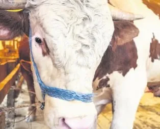 Kurbanlıkların Padişah’ı