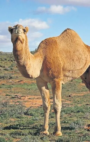 Deve sütünün faydaları şaşırttı