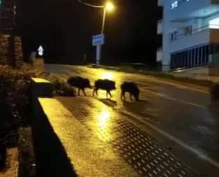 Aç kalan domuzlar şehre indi