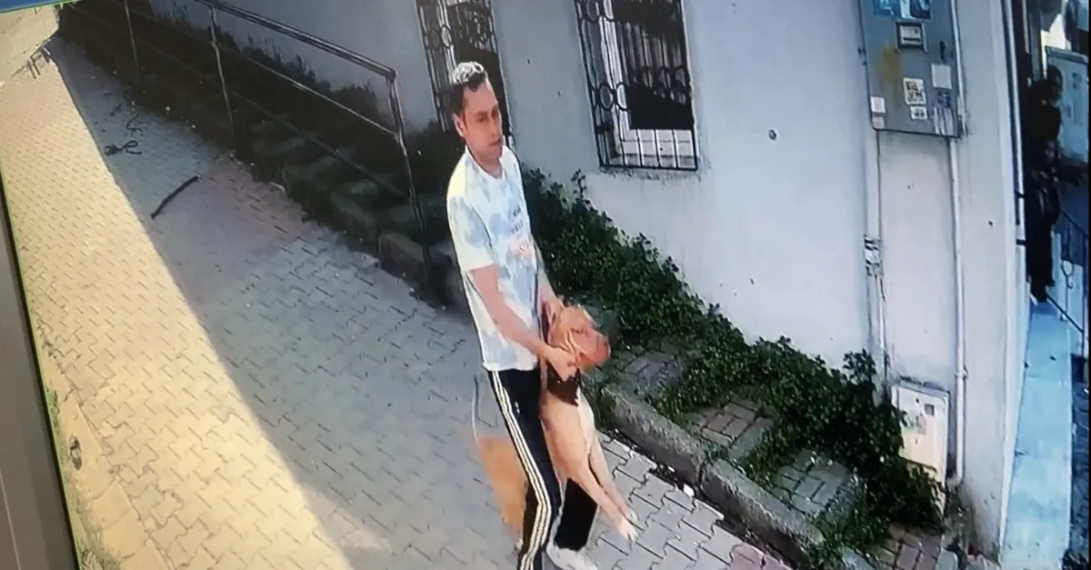 Kağıthane’de köpeğini parka götüren kadın dehşeti yaşadı! Pitbull saldırısı kamerada