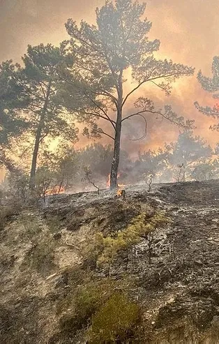Toplu orman yangınları sonrası PKK'yı aklamak için bin takla attılar!
