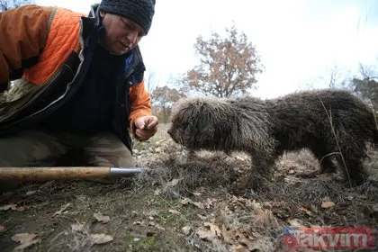 800 eurodan 12 bin lira yurt dışına satılıyor! Kırklareli’nde trüf mantarları özel eğitimli köpeklerle aranıyor