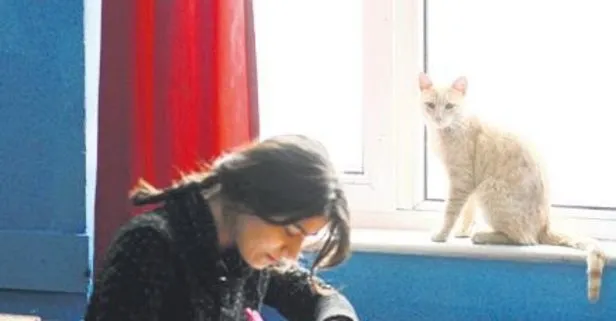 Eskişehir’deki Namık Kemal Ortaokulu’na sığınan sokak kedisine, öğrenciler ve öğretmenler sahip çıktı