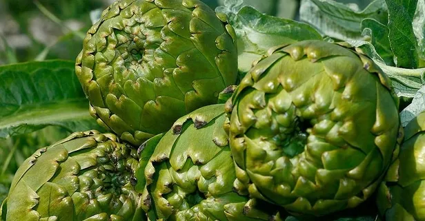 Hazımsızlığa enginar!