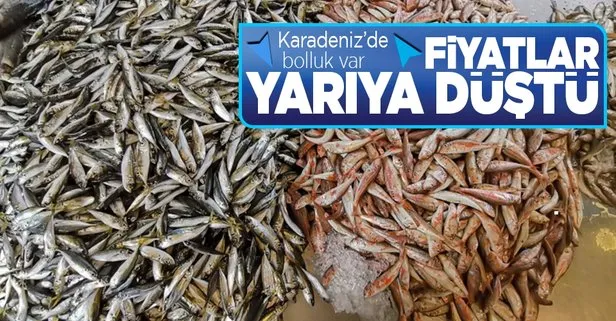 İstavrit kilosu | Balıkçılar memnun istavritin kilosu 15 TL’den satılıyor