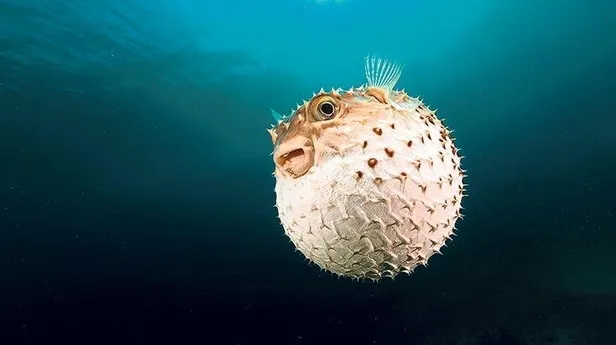 Ve sonunda beklenen oldu! Tanesi 5 lira olunca vatandaşlar akın etti! Devlet getirene 2.5 milyon lira ödeyecek!-6