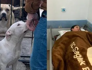 Bir anda fırladı... Pitbull dehşeti