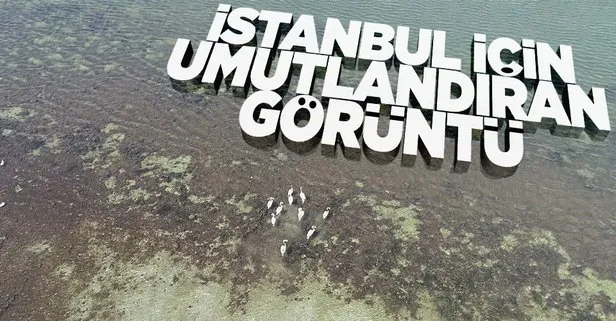 İstanbul için umutlandıran görüntü! Büyükçekmece Gölü’nde flamingolar yeniden görüntülendi