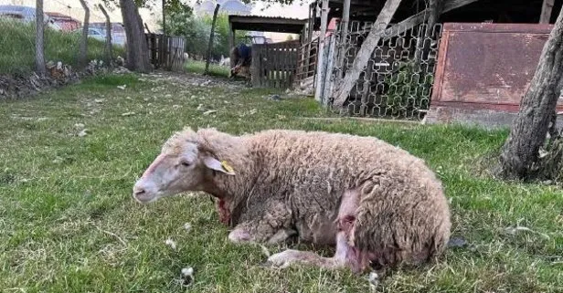 Sokak köpekleri 3 koyunu öldürdü!