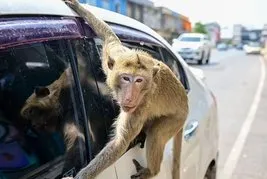 Maymun çeteleri Tayland’ı ele geçirdi: 4 çete 4 bin 500 üye! Haraç, gasp, pusu, şantaj, kavga her şey var
