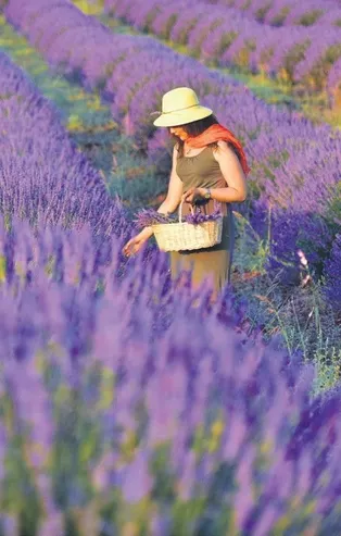 Şifalı bitkiler kazandırıyor