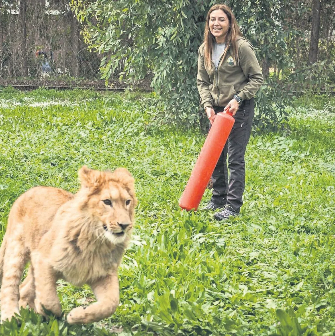 Gariban aslan Pars cinayet kurbanı oldu
