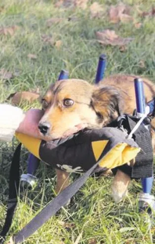 Yürü be bıdık! Bebek gibi bakılan felçli köpek ilk adımlarını attı