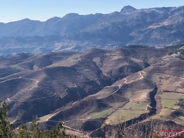 Adana Kozan'da geçtiğimiz yıl yanan 280 futbol sahası büyüklüğündeki alan 5 ay sonra yemyeşil - 12