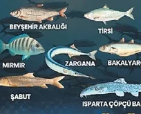 Su ürünlerinde yedi balık türü tescil edildi
