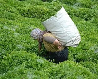 Yaş çay sezonu bugün başlıyor