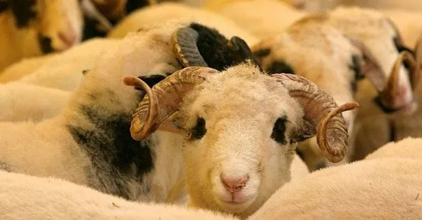 Kurban Bayramı tatili son dakika uzadı mı?