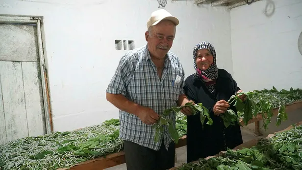 40-gunde-4000-tl-kazaniyor-evinin-cati-katinda-yetistirip-servet-kazaniyor-simdi-paraya-para-demiyorlar-1624191330278.jpg 40 günde 4.000 TL kazanıyor! Evinin çatı katında yetiştirip servet kazanıyor! Şimdi paraya para demiyorlar...-2