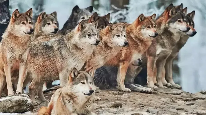 Bu IQ Zeka Testini Kimse Yapamaz! Kurtların İçindeki Yavru Kedi Nerede? 919 Kişiden 32'si 10 Saniyede Bulabildi-2