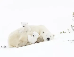 Kutup ayıları nerede yaşıyor?