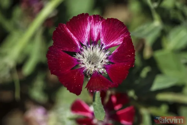 Dünyada sadece Ankara Gölbaşı'nda yetişiyor! 'Sevgi çiçeği' özel koruma altında - 15