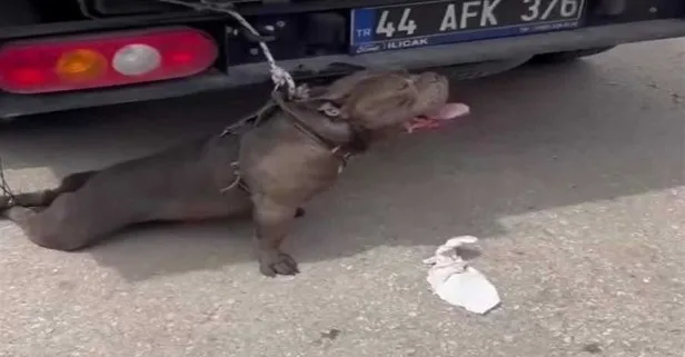 Malatya'da pitbull dehşeti!