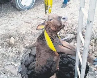 Önce kurtardılar sonra kestiler