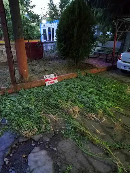 zonguldakta-uyusturucu-operasyonu-170-kok-hint-keneviri-ele-gecirildi-2-supheli-tutuklandi-1596038516506.jpg Zonguldak'ta uyuşturucu operasyonu: 170 kök Hint keneviri ele geçirildi, 2 şüpheli tutuklandı-3