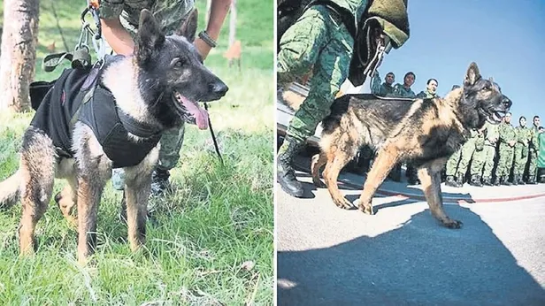1676594428004.jpeg Süper köpekler 1322 kişinin enkazdan çıkartılmasını sağladı-4