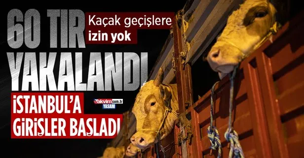 Kurbanlık hayvanlar İstanbul’a getirilmeye başlandı! Kaçak geçişlere izin yok: 60 tır yakalandı