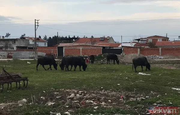 Manda sütü bir köyü kurtardı! Herkes geçimini sağlıyor! Kaymağın kilosu 120 lira - 11