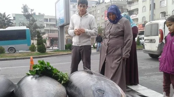 Yer: Şanlıurfa! Bakan bir kez daha baktı-1